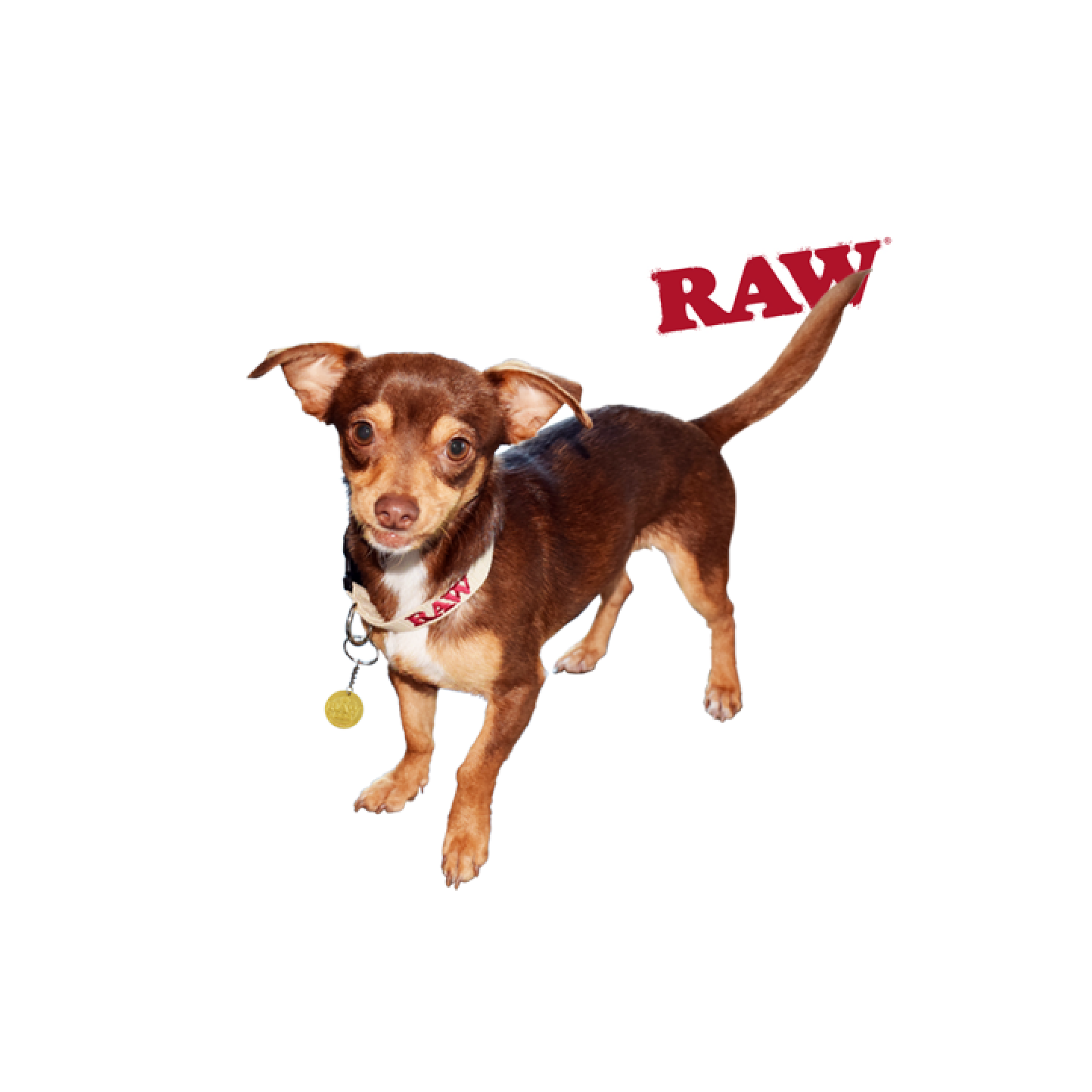 Dog collar store near me sale